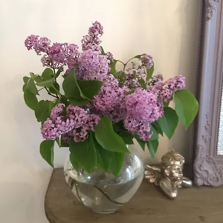 Petit Prince, לינה וארוחת בוקר גנט