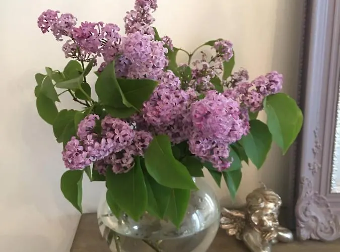 Petit Prince, Alojamento de Acomodação e Pequeno-almoço Gante